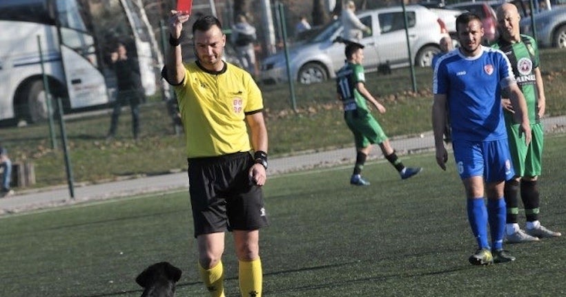 En Serbie, un chien entre 4 fois sur la pelouse et prend un carton rouge